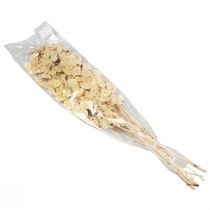 Artikel Lunaria Deko Mondviole Silberblatt getrocknet 90cm 100g