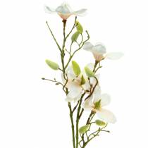 Magnolie Pfirsich 85cm