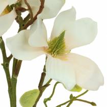Magnolie Pfirsich 85cm