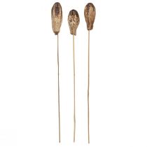 Artikel Mahagony Pods Schoten 45cm Naturdeko Trockenblumen 50 St