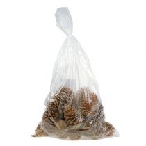 Artikel Maritima Zapfen Creme-Vanille gemischt 5-18cm 25 St