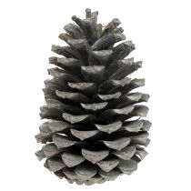 Maritima Zapfen 10cm - 14cm weißgewaschen 25St