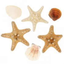 Maritime Deko Muscheln Seesterne Bastelmaterial Steudeko