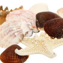 Maritime Deko Muscheln Seesterne Bastelmaterial Steudeko