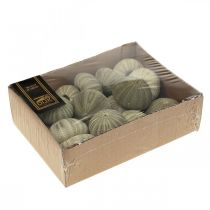 Artikel Maritime Seeigelschalen Grün Ø5-6cm – Naturdeko im Großhandel, 15 Stück