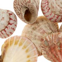 Maritime Deko Echte Muscheln Schneckenhäuser Deko 700g