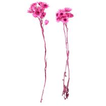 Artikel Mini Strohblume Pink Trockenblumen Felsblume H20cm 15g