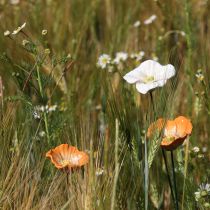Artikel Mohnblumen Deko Skulpturen aus Keramik, 52 cm hoch, Set aus 2 Blüten in Orange und Weiß