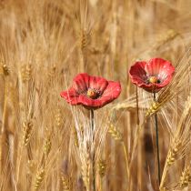 Artikel Keramik-Mohnblüten Gartenstecker 31cm Rot Glasiert 6er-Set