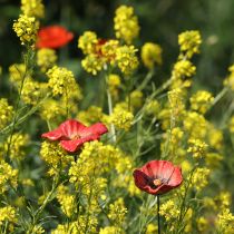 Artikel Gartenstecker Mohnblume aus Keramik 52cm Rot 2er-Set für kreative Gartendekoration