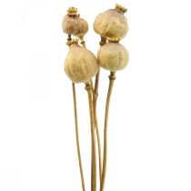 Mohnkapsel groß Trockenblumen Gelb Papaver Deko Mohn 5St