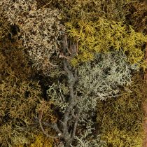 Artikel Natürliche Mooswandkunst 40x30cm – Nachhaltige & pflegeleichte Wanddekoration