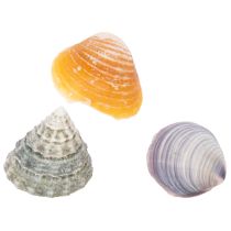 Artikel Deko Muscheln Natur 300g – Maritimer Charme für stilvolle Dekorationen