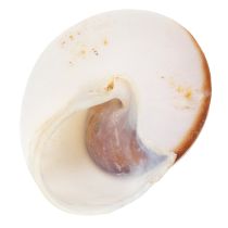 Artikel Deko Muscheln Natur 300g – Maritimer Charme für stilvolle Dekorationen