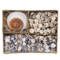 Artikel Deko Muscheln Natur 300g – Maritimer Charme für stilvolle Dekorationen