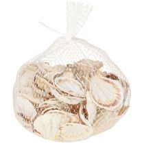 Artikel Muscheldeko Jakobsmuscheln Natur 11-13cm 8 St           Muscheln 5-8cm/300g natur