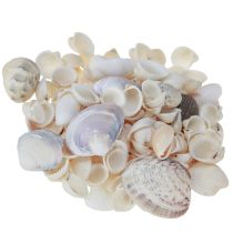 Artikel Muschel Deko Natur Mini Herzmuscheln Schneckenhäuser 340g
