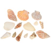 Artikel Maritime Naturdeko Muscheln & Schnecken 350g 3 Stk. - Sommerdeko