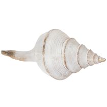 Artikel Dekorative Muschel aus Polystone 44 cm in Weiß-Gold für maritime Dekoration