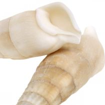 Artikel Deko Schnecken Weiß, Meeresschnecke Naturdeko 2-5cm 1kg