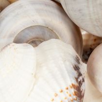 Artikel Natürliche Schnecken- und Muschelkollektion 500g 3-6 cm Dekorationsmaterial