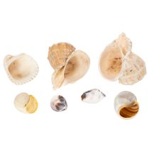 Artikel Natürliche Schnecken- und Muschelkollektion 500g 3-6 cm Dekorationsmaterial
