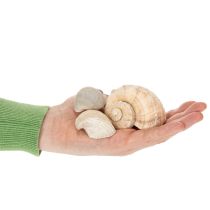 Artikel Natürliche Schnecken- und Muschelkollektion 500g 3-6 cm Dekorationsmaterial