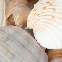 Artikel Natürliche Muscheln und Schnecken 500g für Dekoration, verschiedene Größen 3–7 cm, Innenbereich