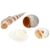 Artikel Natürliche Muscheln und Schnecken 500g für Dekoration, verschiedene Größen 3–7 cm, Innenbereich