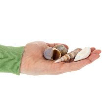 Artikel Natürliche Muscheln und Schnecken 500g für Dekoration, verschiedene Größen 3–7 cm, Innenbereich