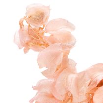 Artikel Romantische Trockenblume in Rosa 75cm – Haltbare Deko für stilvolle Wohnräume