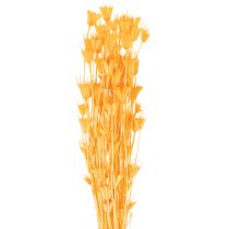 Artikel Nigella Trockenblumen-Arrangement 70cm 50g Innen- und Außendekoration