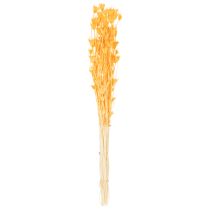 Artikel Nigella Trockenblumen-Arrangement 70cm 50g Innen- und Außendekoration