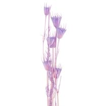 Artikel Trockenblumenstrauß Nigella Lila 70cm Wohnzimmerdekoration