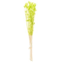 Artikel Trockenblumen Nigella Naturmaterial Deko-Stängel 70cm Innenbereich
