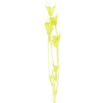 Artikel Trockenblumen Nigella Naturmaterial Deko-Stängel 70cm Innenbereich
