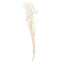 Artikel Getrocknete Nigella-Blumen Bündel 70cm für Innenraumdekoration