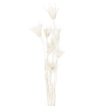 Artikel Getrocknete Nigella-Blumen Bündel 70cm für Innenraumdekoration