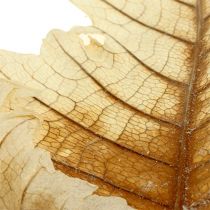Oak Leaf gebleicht 35St