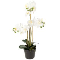 Artikel Künstliche Orchidee im Topf weiß 60cm – Langlebige Dekoration mit stilvoller Eleganz