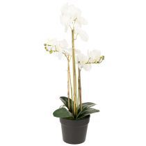 Artikel Künstliche Orchidee im Topf weiß 60cm – Langlebige Dekoration mit stilvoller Eleganz