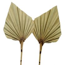 Palmspear Natur 100St