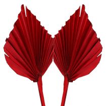 Palmspear Rot 65St