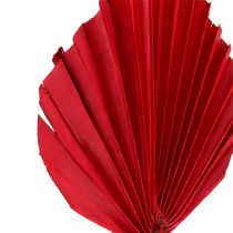 Palmspear Rot 65St