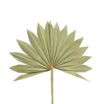 Palmspear Sun mini Natur 50St