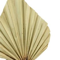 Palmspear mini Natur 100St