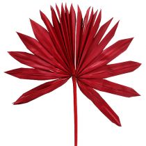 Palmspear Sun Rot 30St