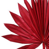 Palmspear Sun Rot 30St