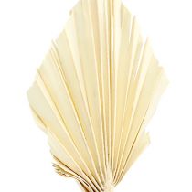 Palmspear mini gebleicht Palmspeer getrocknet 50St