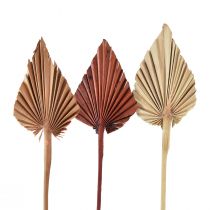 Artikel Palmspear mini sortiert Marocco 30 St